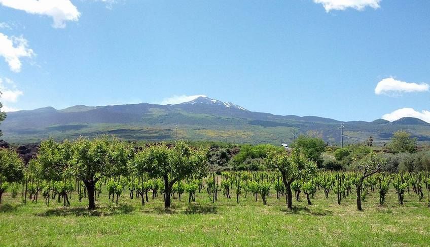 Etna wine tour - 