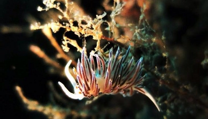 Diving Taormina - diiving over Sicily 