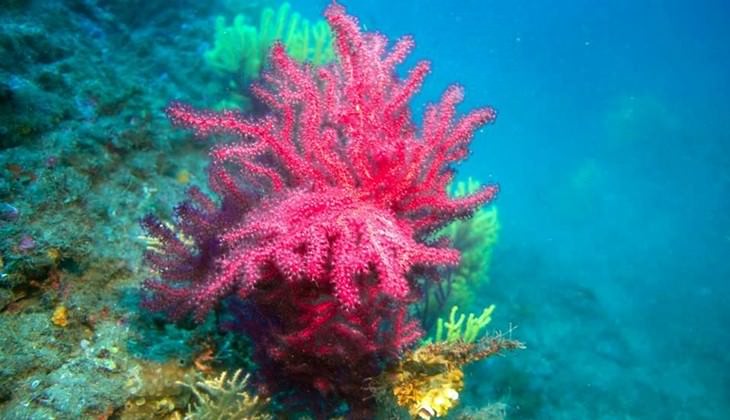 Diving Taormina - diiving over Sicily 