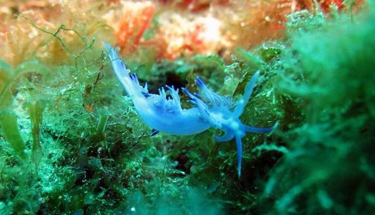 Diving Taormina - diiving over Sicily 