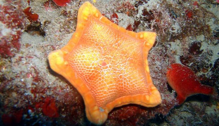 Diving Taormina - sea of sicily 