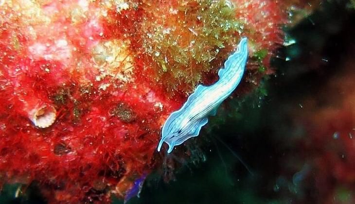 Diving Taormina - sea of sicily 