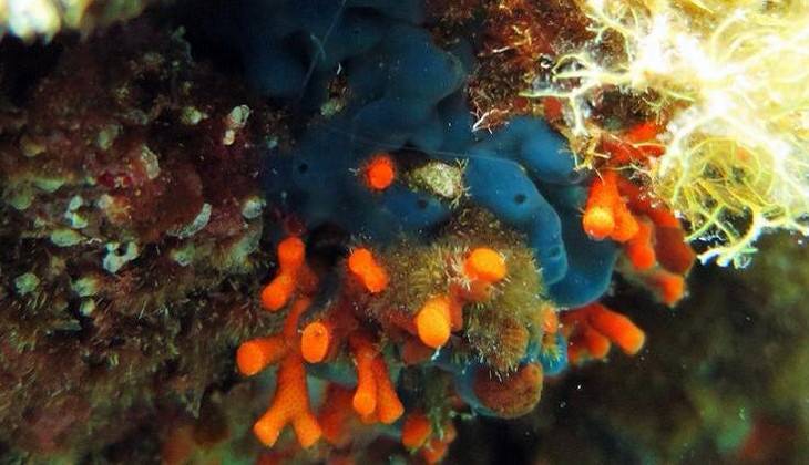 Diving Taormina - sea of sicily 