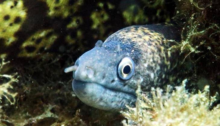 Diving Taormina - sea of sicily 