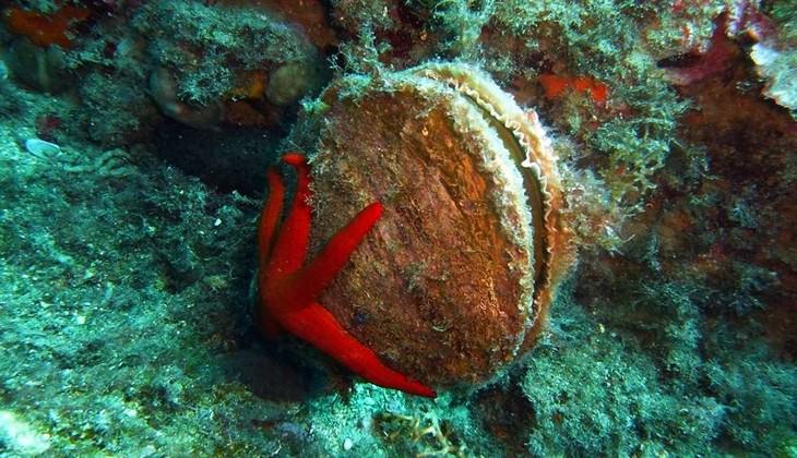 Diving Taormina - diving sicily 