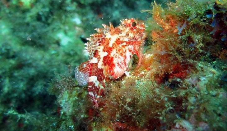 Diving Sicily - sea of sicily 