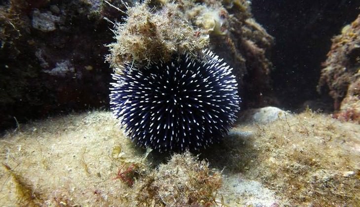 Diving Sicily - sea of sicily 