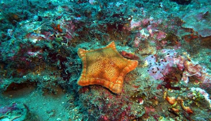 Diving Sicily - sea of sicily 