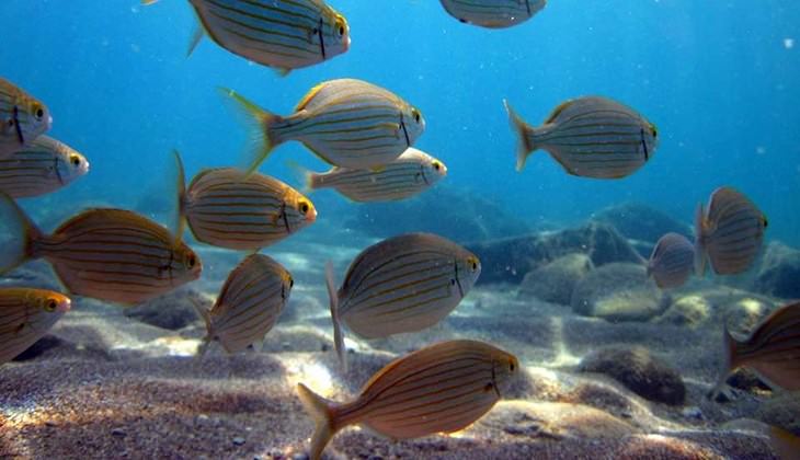 Diving Sicily - sea of sicily 