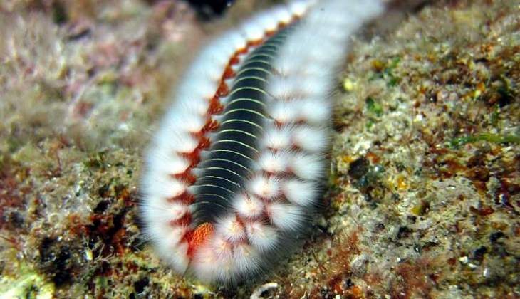 Diving Taormina - Gift sicily 