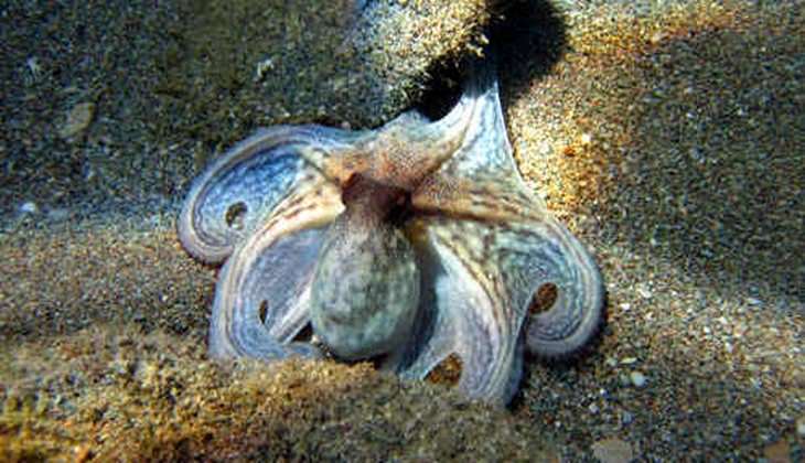 Diving Taormina - Gift sicily 