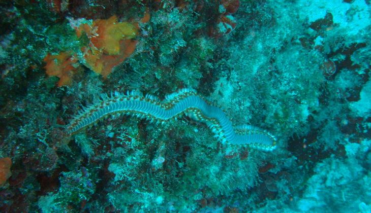 Diving Siracusa - underwater depths Sicily 