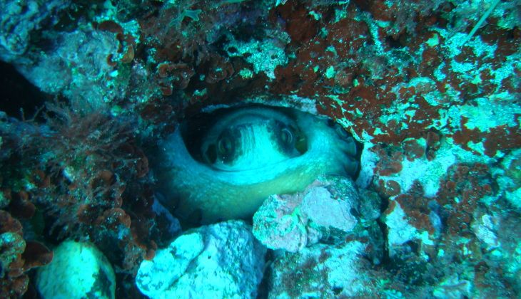 Diving Siracusa - underwater depths Sicily 