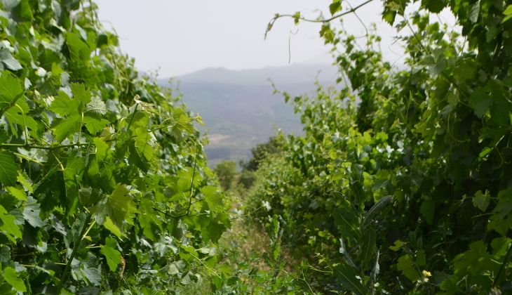 Cellar Etna - top wines sicily