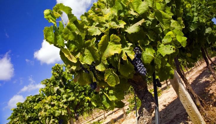 Cellar Siracusa - sicily wine country map