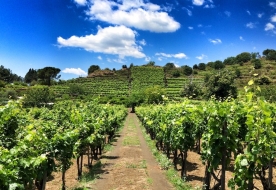 Cellar Etna - wine sicily tradition 