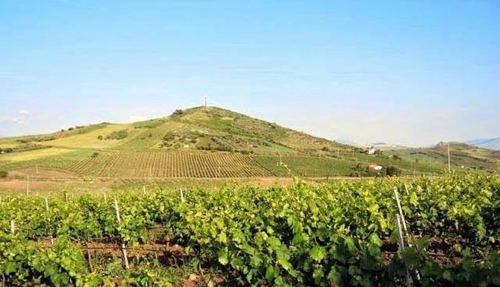 Cellar Palermo - best grapes froms sicily