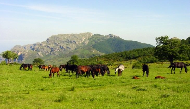 Nebrodi park - travel guide of Sicily