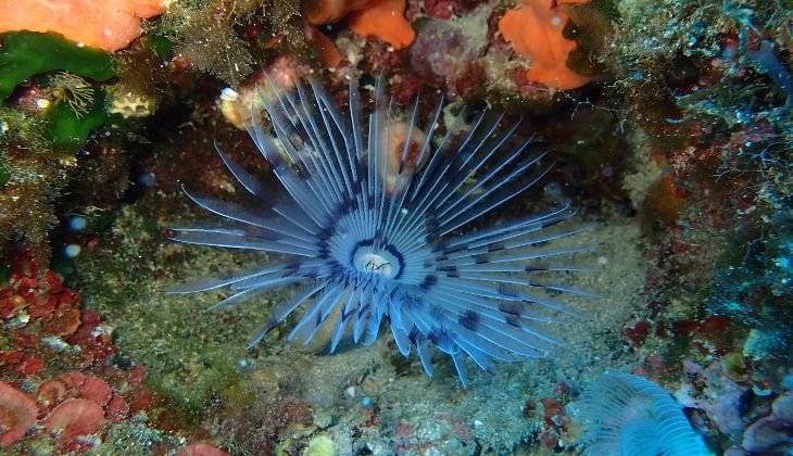 Diving Sicily - diving