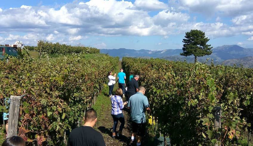 Wine tasting cellar - wine sicily etna