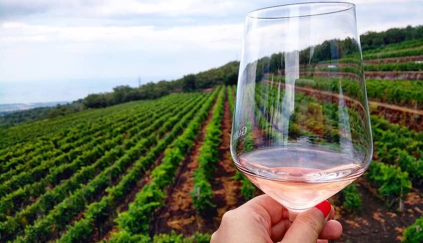 Wine tasting cellar - wine sicily etna