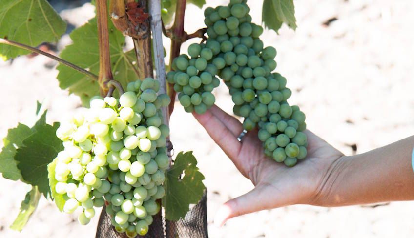 Wine tasting cellar - sicily wine region