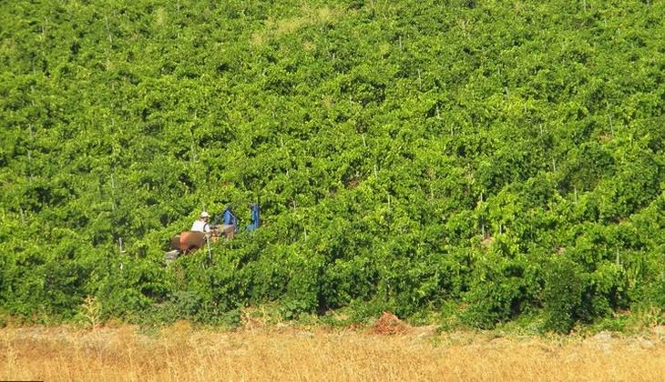 Wine tasting Sicily - sicilian wines