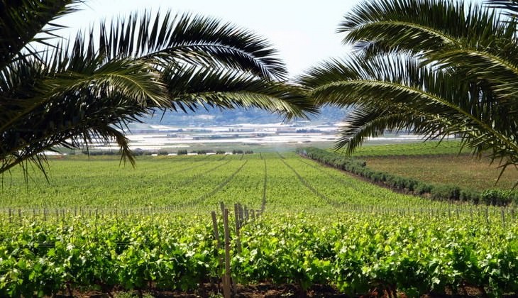 Wine tasting Sicily - sicilian wines