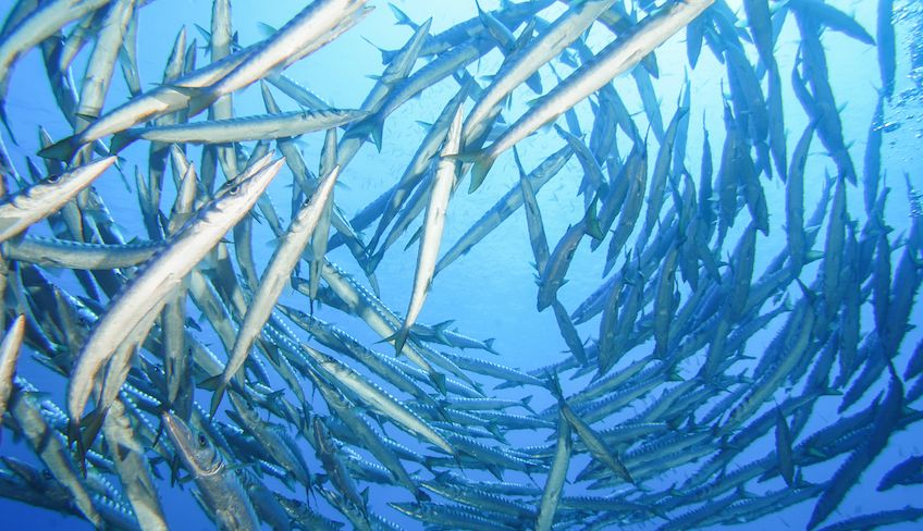 Diving in Sicily - water sports