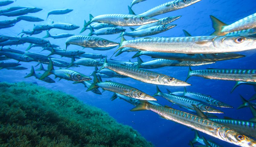 Diving in Sicily - water sports