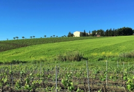 wine tasting palermo