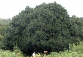 Nature Holiday in Sicily -Sicilian park