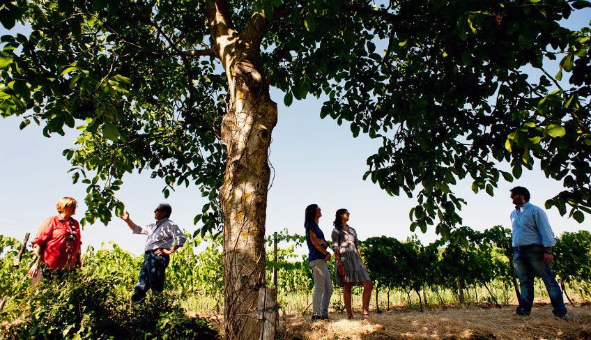 Wine tasting etna - etna wine tour