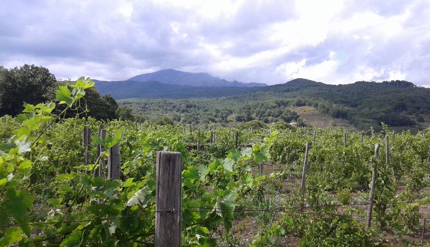 Wine tasting etna - etna wine tour