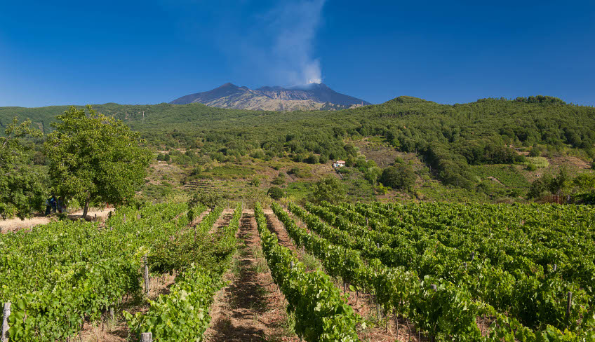 Wine tasting etna etna wine tour etna wine tasting