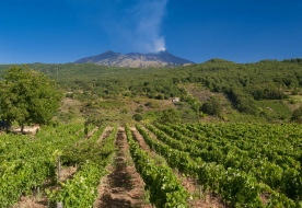 Wine tasting etna etna wine tour etna wine tasting