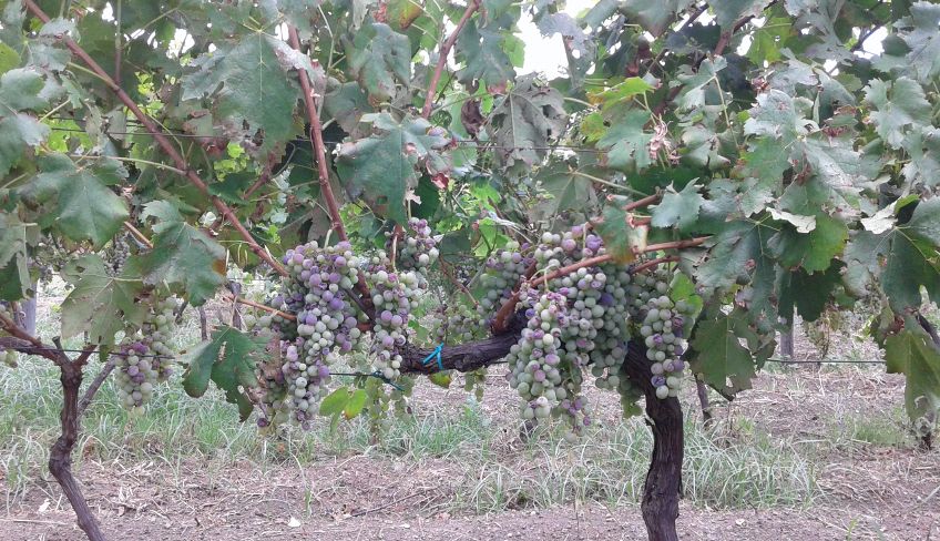 Wine tasting etna - etna wine tour