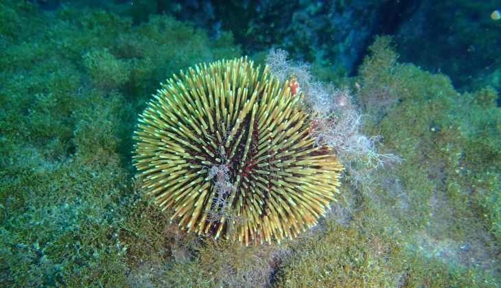 Diving - Snorkeling