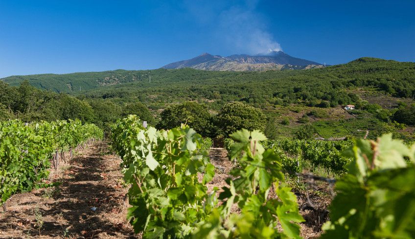 Etna wine tasting - Etna Wine 