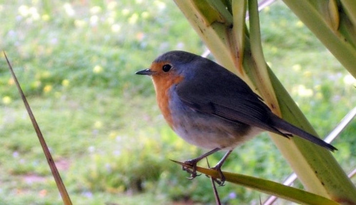 Nature Holiday in Sicily -Birdwatching 