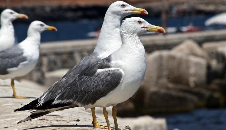 Birdwatching  - excursion Sicily