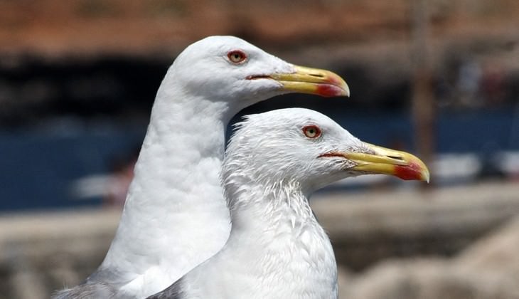 Birdwatching  - excursion Sicily