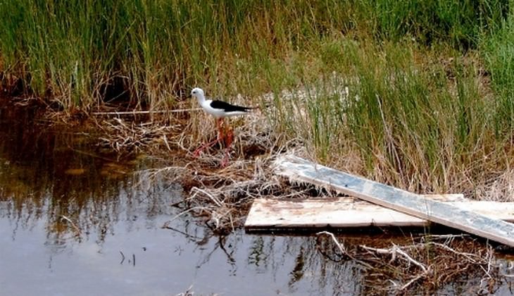 Birdwatching  - excursion Sicily