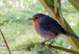 Birdwatching  - excursion Sicily 