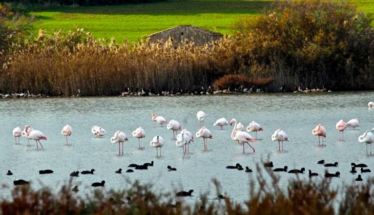 Birdwatching  - excursion Sicily